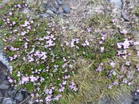 Nordkapp - Vegetation