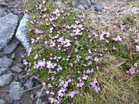 Nordkapp - Vegetation