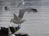 Seeadlersafari - hungrige Möwen