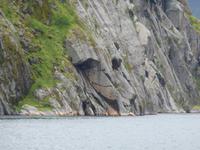 Seeadlersafari - Troll im Trollfjord