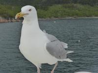 Seeadlersafari - Möwe