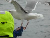 Seeadlersafari - hungrige Möwen