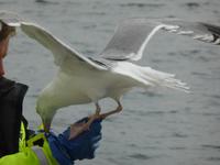 Seeadlersafari - hungrige Möwen