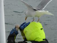Seeadlersafari - hungrige Möwen