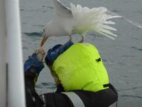 Seeadlersafari - hungrige Möwen