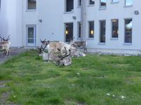 Luosto - Rastplatz der Rentiere vor dem Hotel