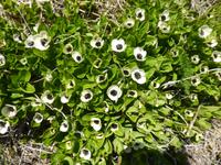 schwedischer Hartriegel