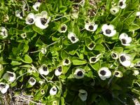 schwedischer Hartriegel