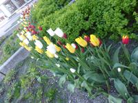 Tromsö - Tulpenbracht