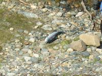 Malselvfossen - Wildlachs 