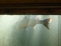 Malsfossen - ein Wildlachs dreht seine Runden