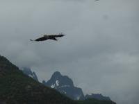 Seeadlersafari- Seeadler