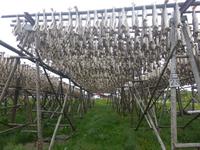 Mortsund - Stockfischgestelle