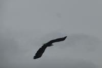 065-Lofoten_Seeadlersafari