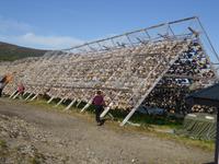 Trockengestelle mit Stockfisch