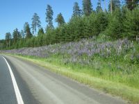 bunte Lupinenpracht am Straßenrand