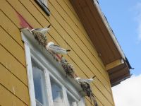 ...Platz zum Nisten ist vorhanden...