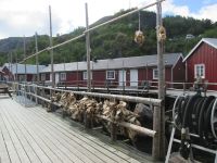Nusfjord: Robuer und Stockfischköpfe