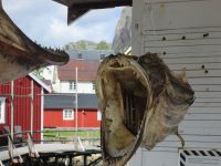 Nusfjord und Dorschkopf