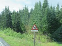 Wann sehen wir einen Elch-nicht nur auf den Warnschildern?