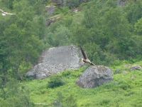 freundliche Weitergabe durch F.V.: Seeadler im Trollfjord