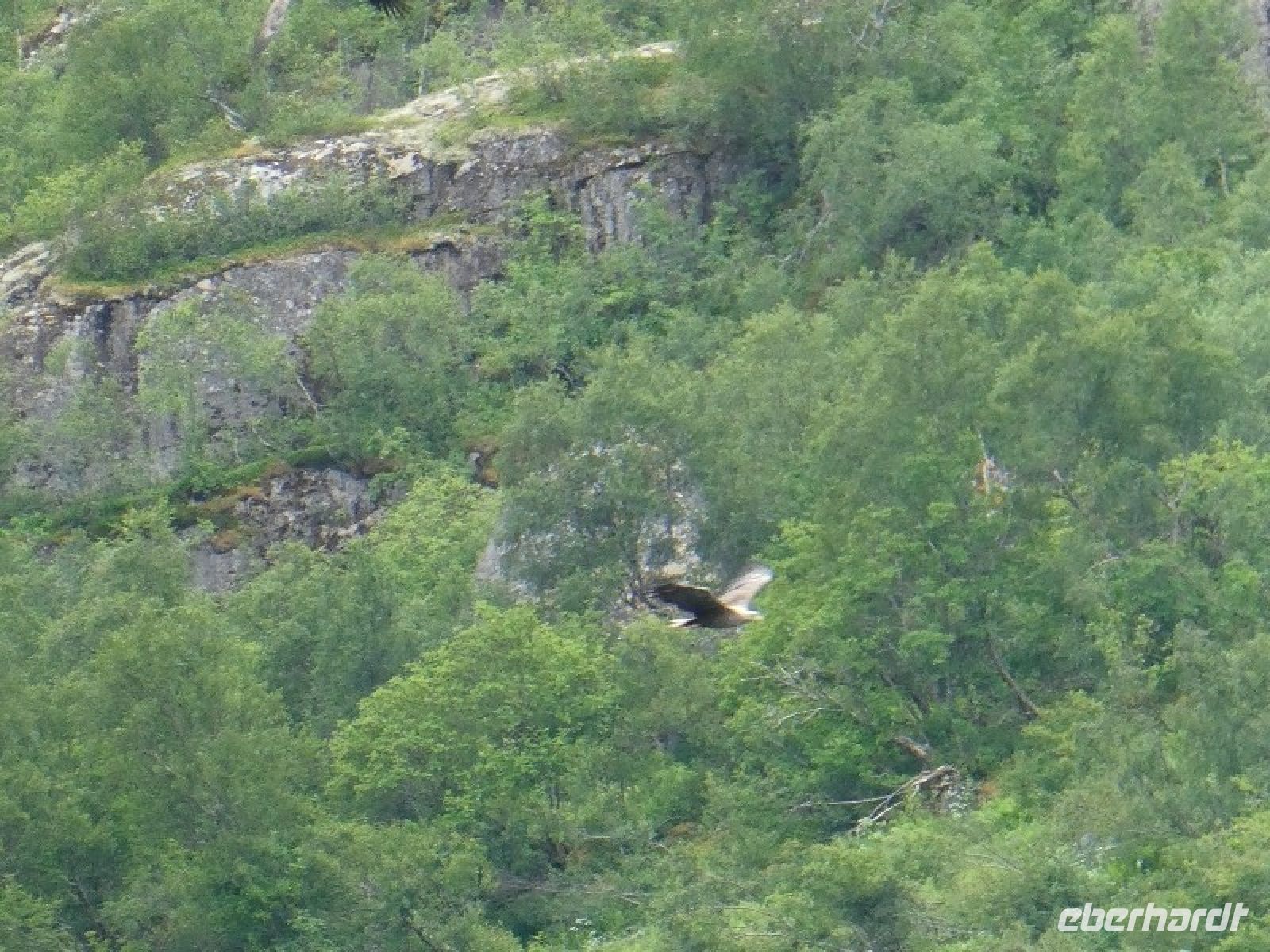 Seeadler im Triollfjord