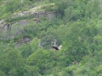 Seeadler im Triollfjord