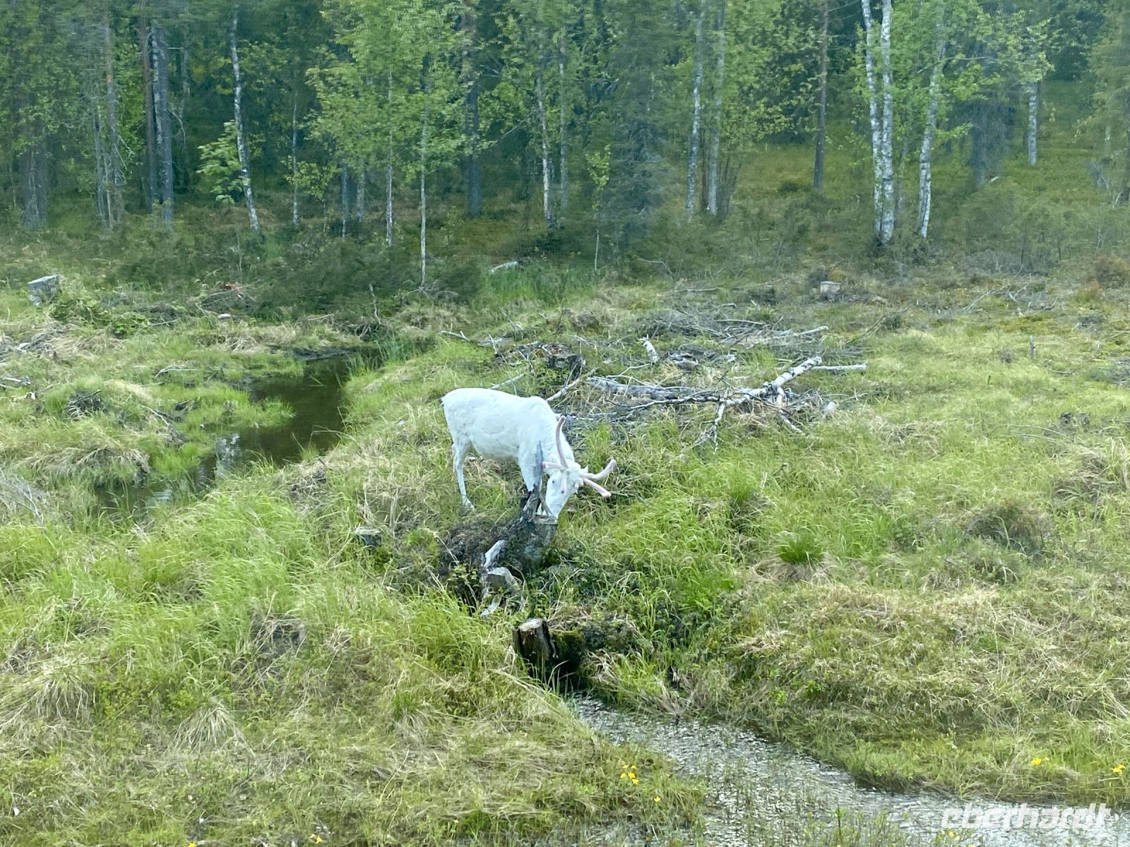 Tag 5 - Die ersten Rentiere 