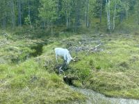 Tag 5 - Die ersten Rentiere 