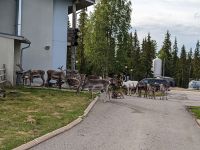 Gedränge vor dem Hotel in Luosto ...