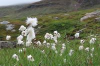 Wollgras wächst hier im Norden überall (© Foto: B.Stroech)