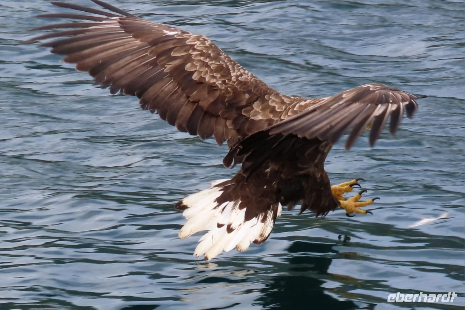 Seeadlersafari (© Foto: B.Stroech)