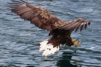 Seeadlersafari (© Foto: B.Stroech)