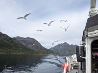 Seeadlersafari ist auch was für Möwen...