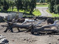 keine Schweinerei - der wikingische 