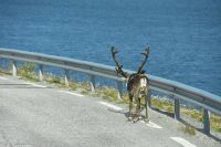 Rentiere auf der Straße