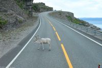 Rentiere auf der Straße