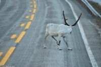Rentiere auf der Straße