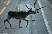 Rentiere auf der Straße