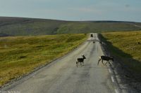 Rentiere auf der Straße