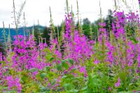 Schmalblättriges Weidenrößchen