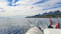 Seeadlersafari im Raftsund zwischen Vesterålen und Lofoten