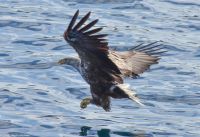 Seeadlersafari im Raftsund zwischen Vesterålen und Lofoten