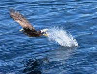 Seeadlersafari im Raftsund zwischen Vesterålen und Lofoten