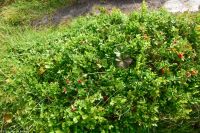 Beerensammlung - Moltebeere, Krähenbeere, Heidelbeere (Blaubeere), Rauschbeere