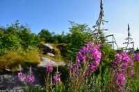 Lofoten Fischerdorf Henningsvær - Am Fußballplatz