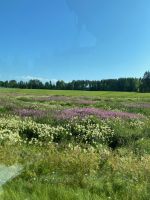bluühende WIesen