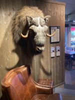 Stube Moschusochsenkopf