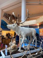 im Polarsirkelsenteret