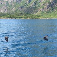 es geht aber um die majestätischen...